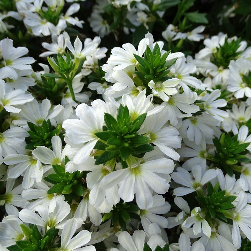 Scaevola aemula Surdiva White (Flowering)