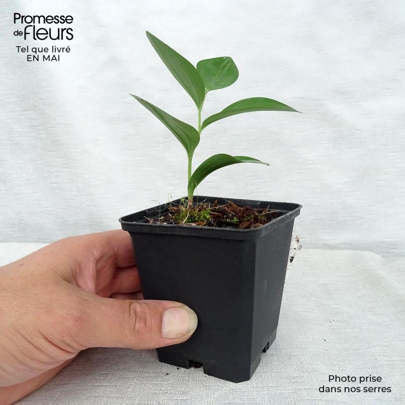 Polygonatum commutatum - Solomon's Seal 8/9 cm pot sample as delivered in spring