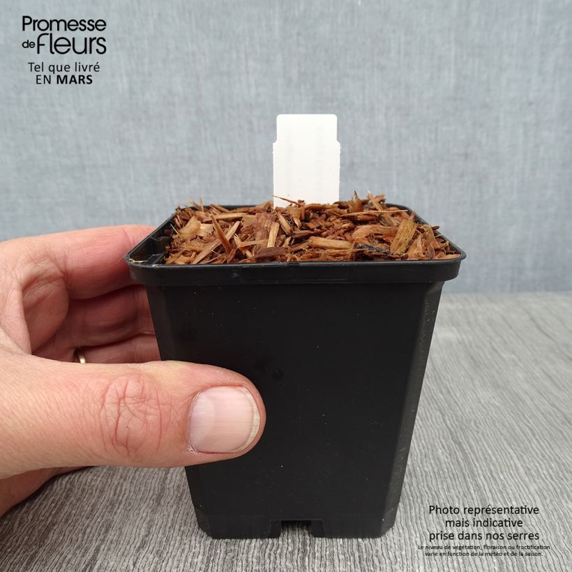 Polygonatum odoratum - Solomon's Seal 8/9 cm pot sample as delivered in winter