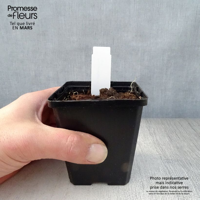 Polygonatum odoratum - Solomon's Seal 8/9 cm pot sample as delivered in spring