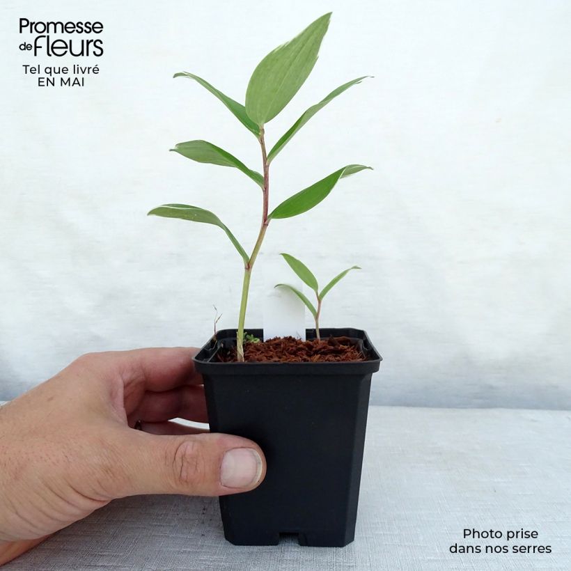 Polygonatum falcatum Variegatum - Solomon's Seal 8/9 cm pot sample as delivered in spring