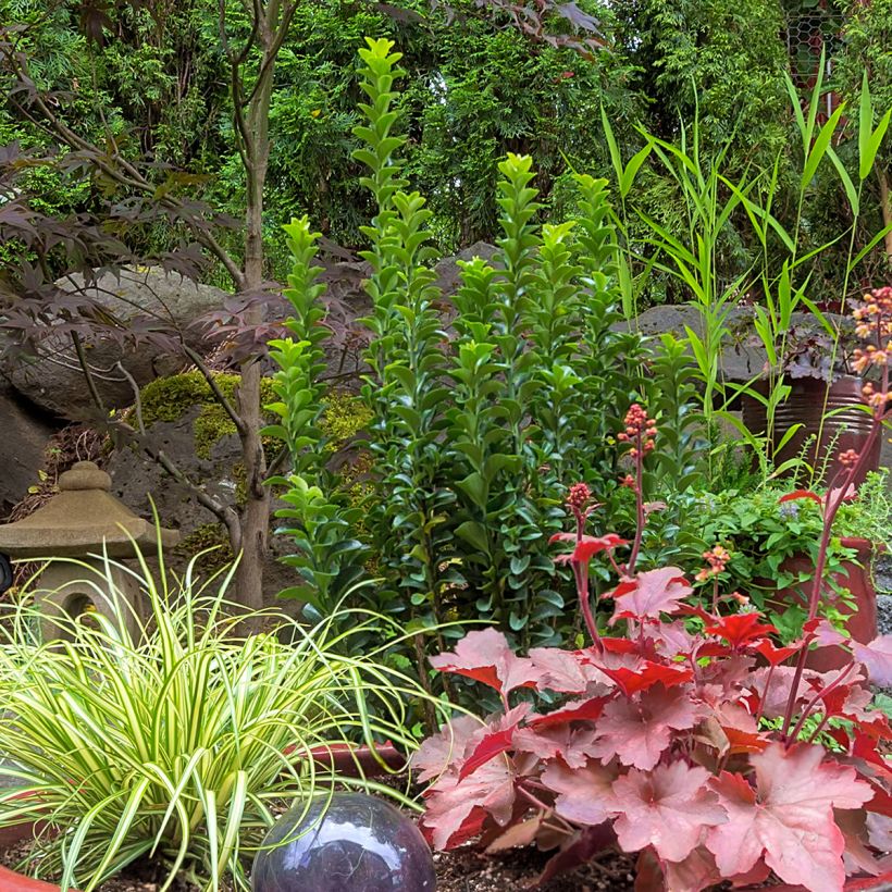 Euonymus japonicus Green Spire - Japanese Spindle (Plant habit)