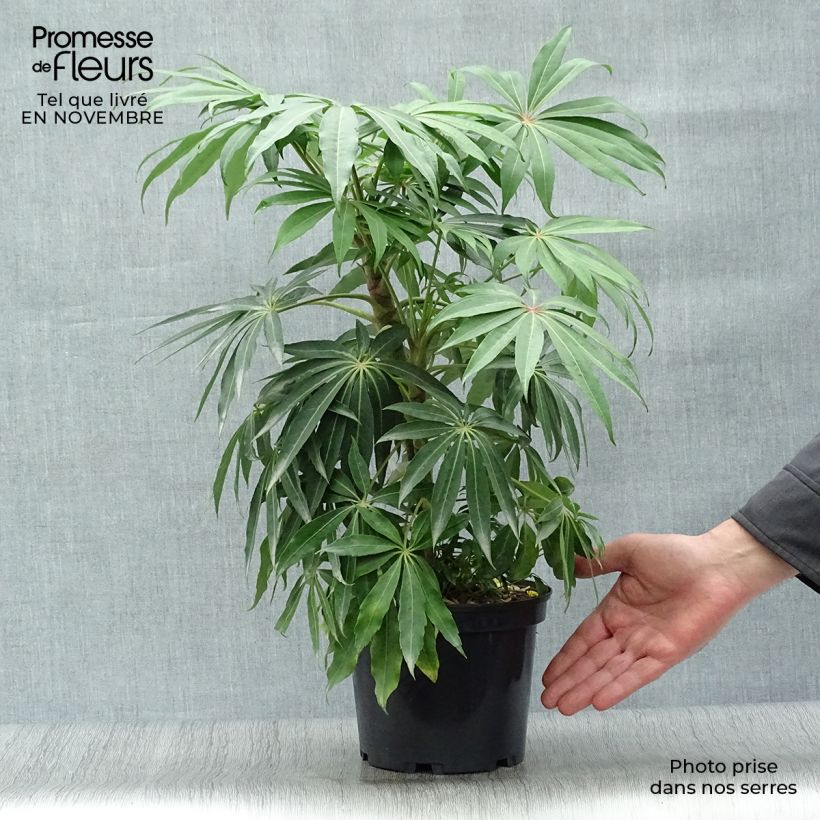 Schefflera taiwaniana 2L/3L pot sample as delivered in autumn