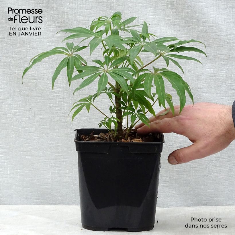 Schefflera taiwaniana 2L/3L pot sample as delivered in winter