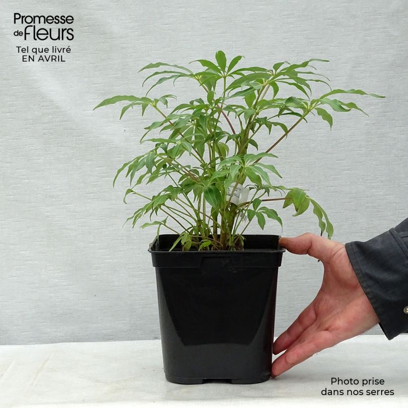 Schefflera taiwaniana 2L/3L pot sample as delivered in spring