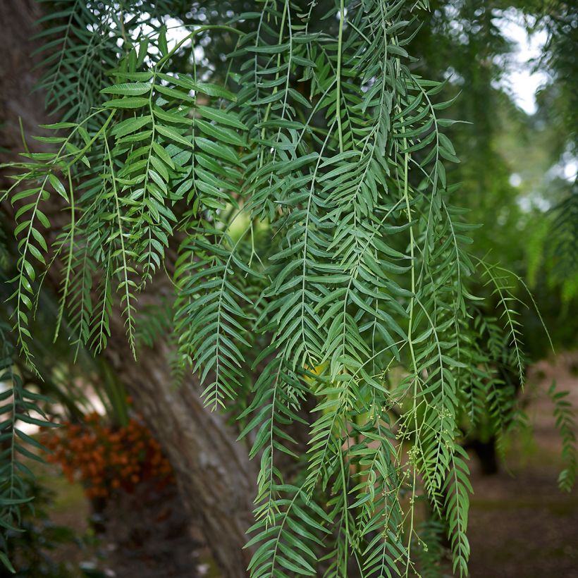 Schinus molle (Foliage)
