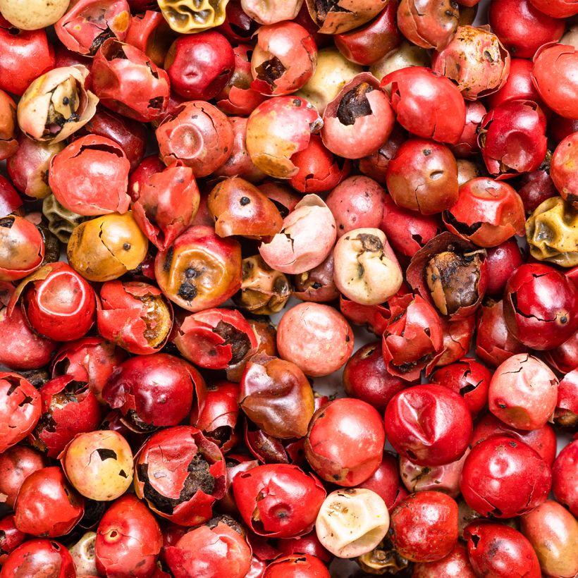 Schinus molle (Harvest)