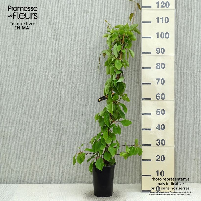 Schisandra chinensis 2L/3L pot sample as delivered in spring