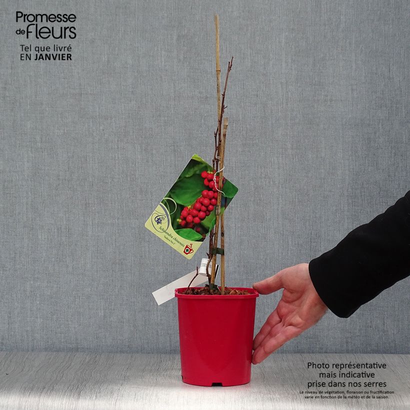 Schisandra chinensis Sadova N°1 2L/3L pot sample as delivered in winter