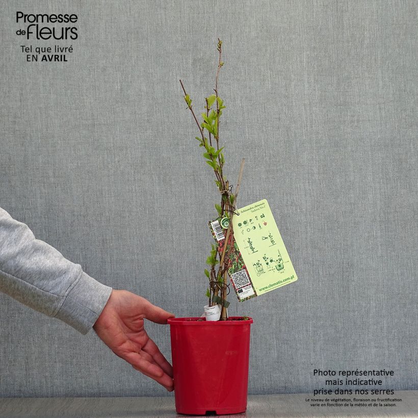 Schisandra chinensis Sadova N°1 2L/3L pot sample as delivered in spring