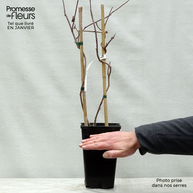 Schisandra grandiflora 1.5L/2L pot sample as delivered in winter