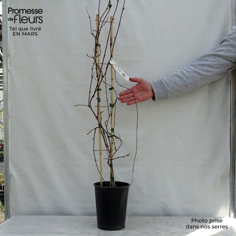 Schisandra rubriflora 4L/5L pot sample as delivered in spring