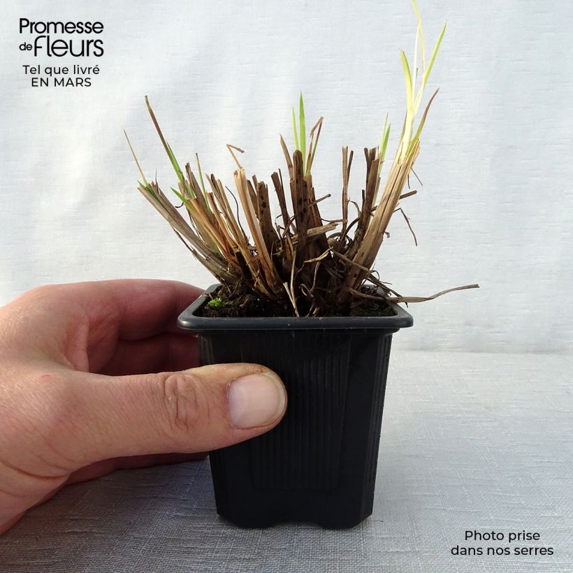 Schizachyrium scoparium 8/9 cm pot sample as delivered in spring