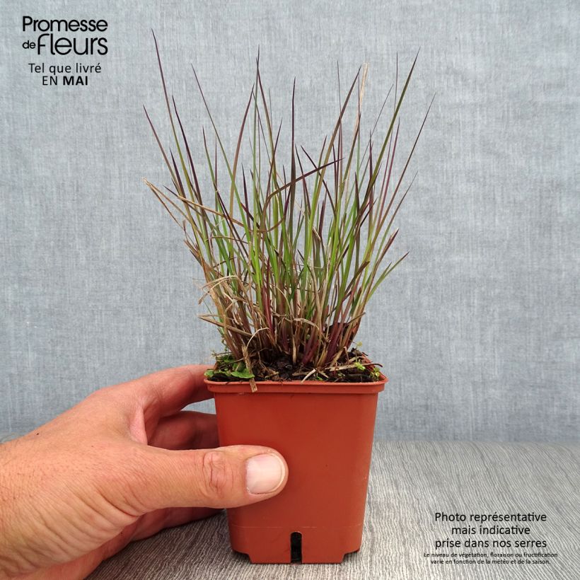Schizachyrium scoparium Blue Heaven 8/9 cm pot sample as delivered in spring