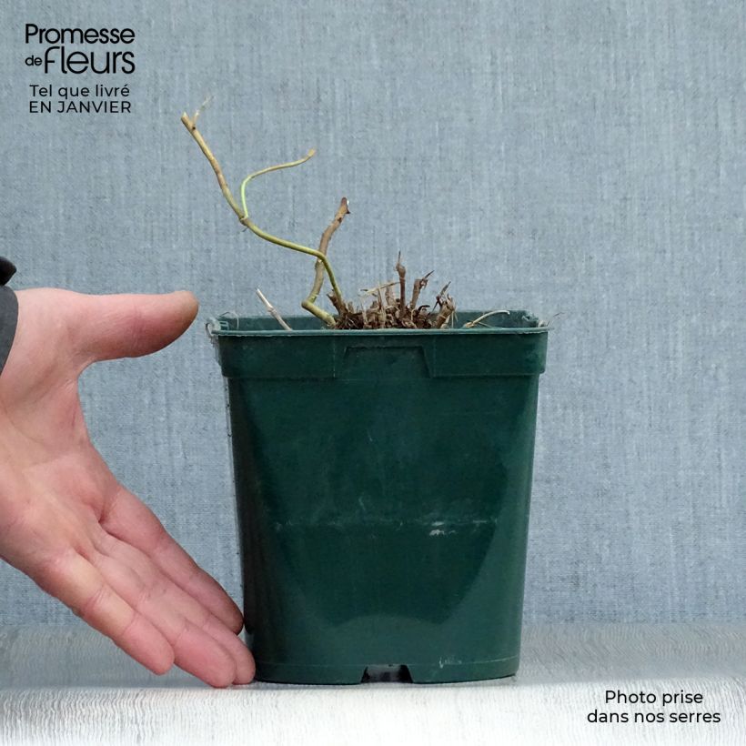 Schizachyrium scoparium Blue Heaven 2L/3L pot sample as delivered in winter