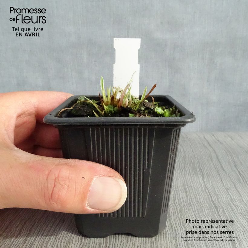 Schizachyrium scoparium Chameleon 8/9 cm pot sample as delivered in spring
