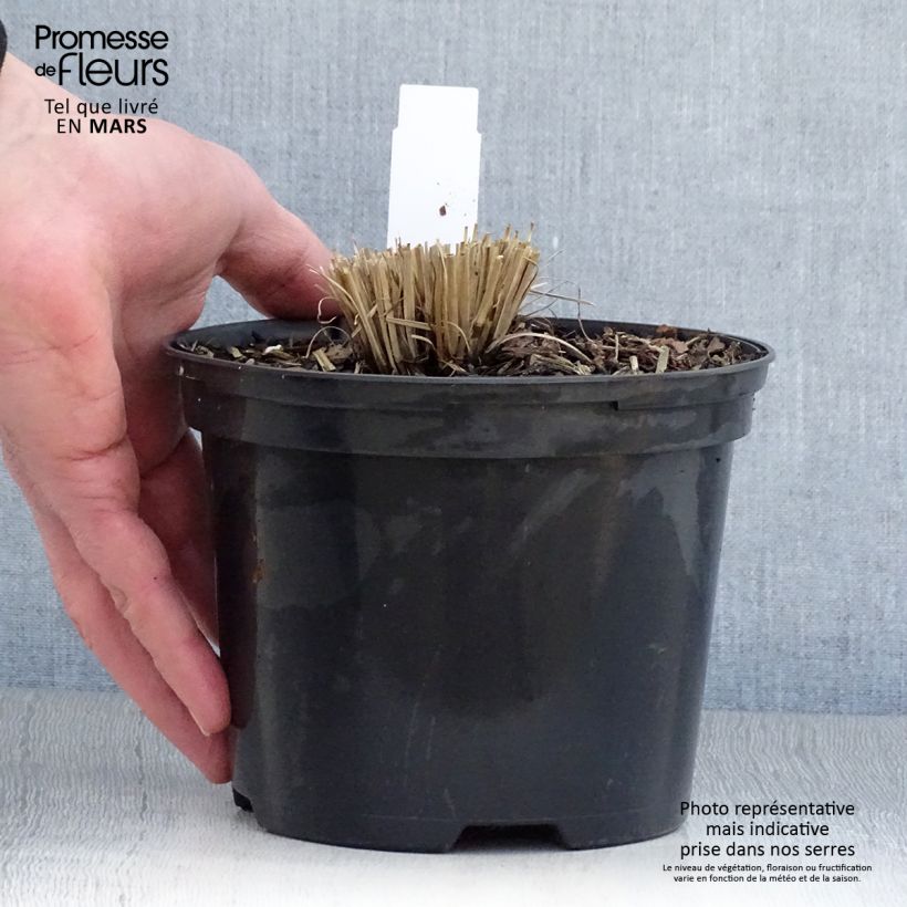 Schizachyrium scoparium Chameleon 2L/3L pot sample as delivered in spring