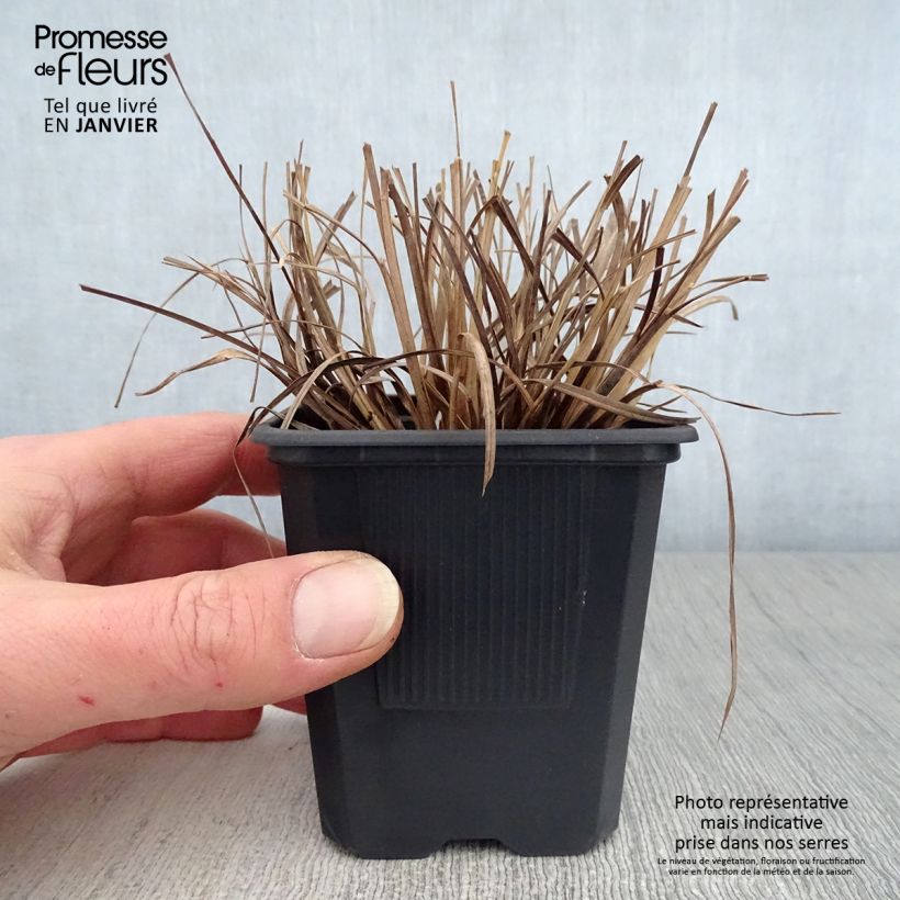 Schizachyrium scoparium 8/9 cm pot sample as delivered in winter