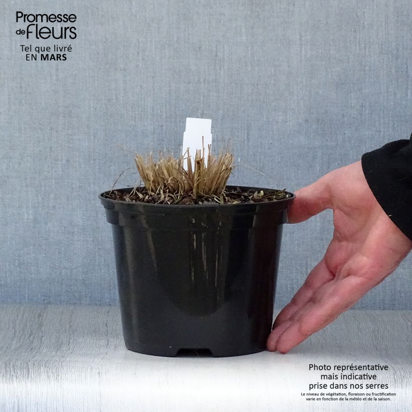 Schizachyrium scoparium Ha Ha Tonka 2L/3L pot sample as delivered in spring