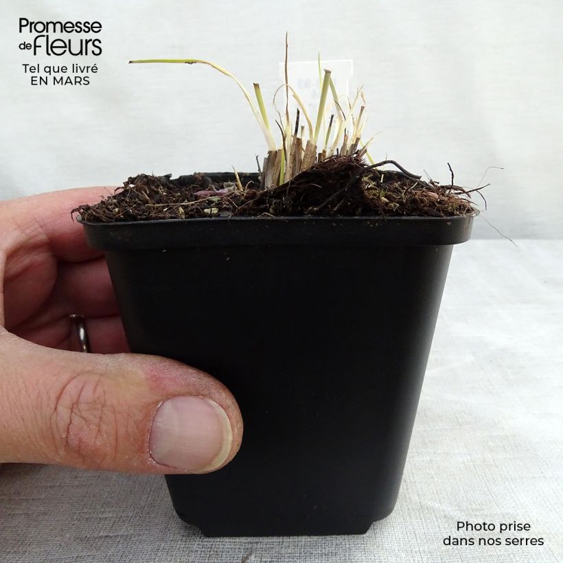 Schizachyrium scoparium Prairie Blues 8/9 cm pot sample as delivered in winter