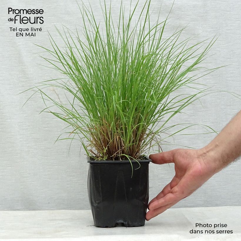 Schizachyrium scoparium Prairie Blues 2L/3L pot sample as delivered in spring