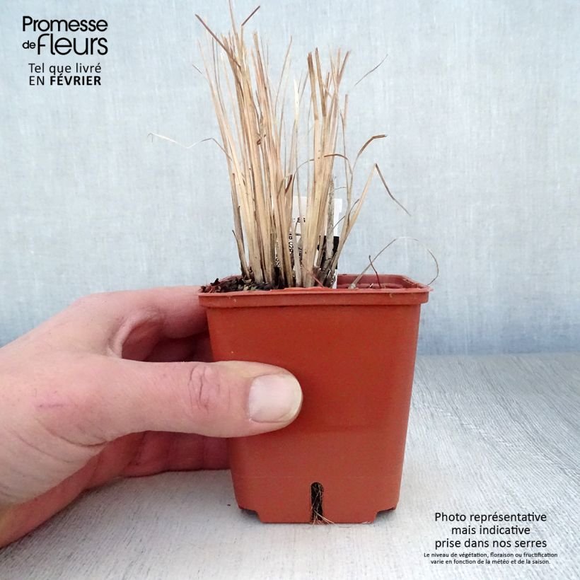 Schizachyrium scoparium Standing Ovation 8/9 cm pot sample as delivered in winter