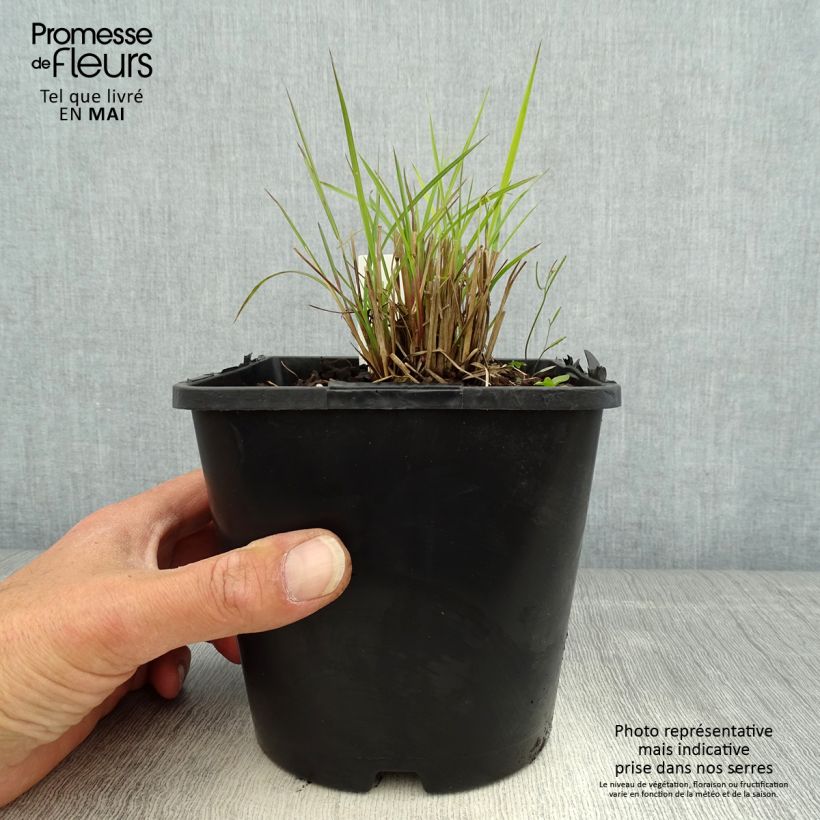 Schizachyrium scoparium Twilight Zone 2L/3L pot sample as delivered in spring