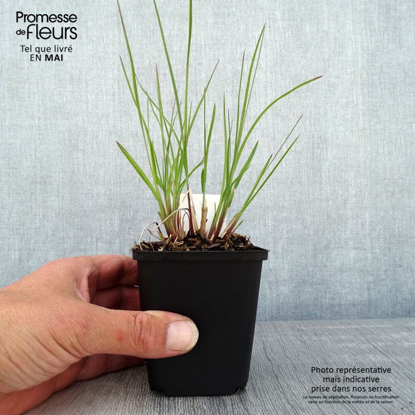 Schizachyrium scoparium Wild West 8/9 cm pot sample as delivered in spring