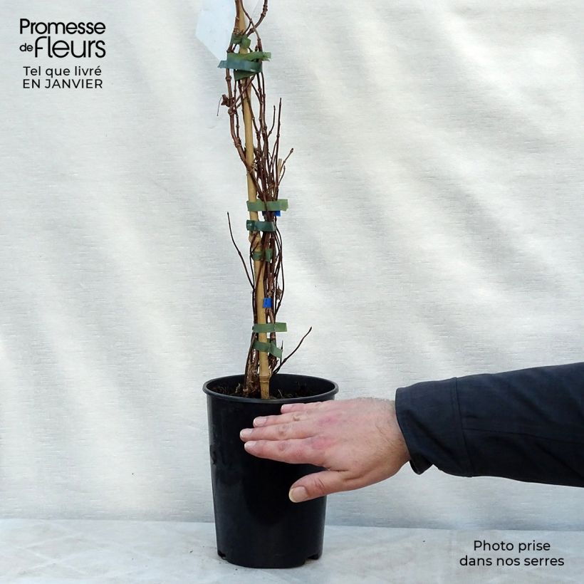 Schizophragma hydrangeoïdes Moonlight 2L/3L pot sample as delivered in winter