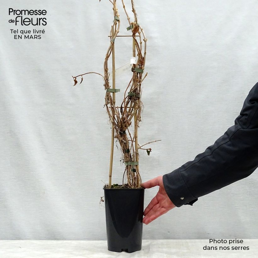 Schizophragma hydrangeoides Windmills 2L/3L pot sample as delivered in spring