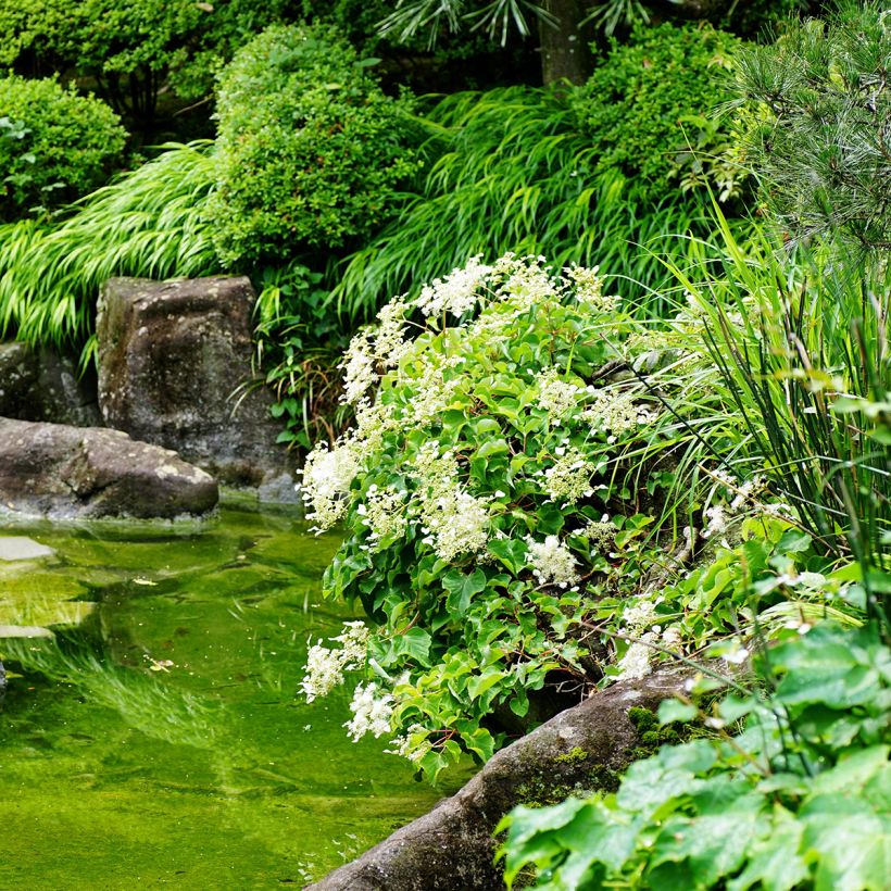 Schizophragma hydrangeoides (Plant habit)