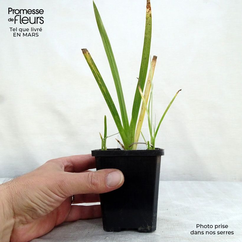 Schizostylis coccinea Major 7/8 cm pot sample as delivered in winter