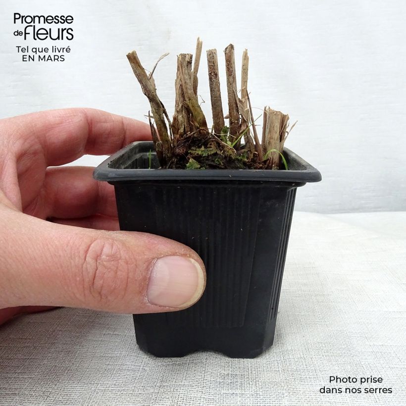 Schoenoplectus lacustris subsp. tabernaemontani Albescens 8/9 cm pot sample as delivered in spring