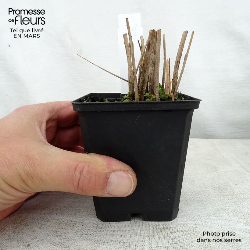 Schoenoplectus lacustris subsp tabernaemontani Zebrinus 8/9 cm pot sample as delivered in spring