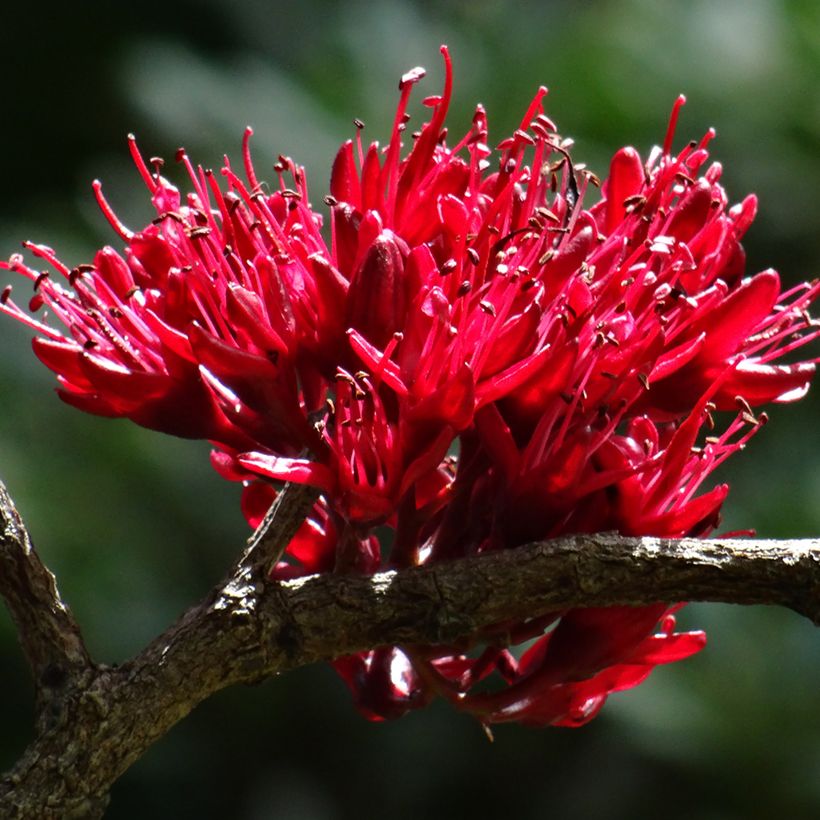 Schotia brachypetala - Drunken parrot tree (Flowering)