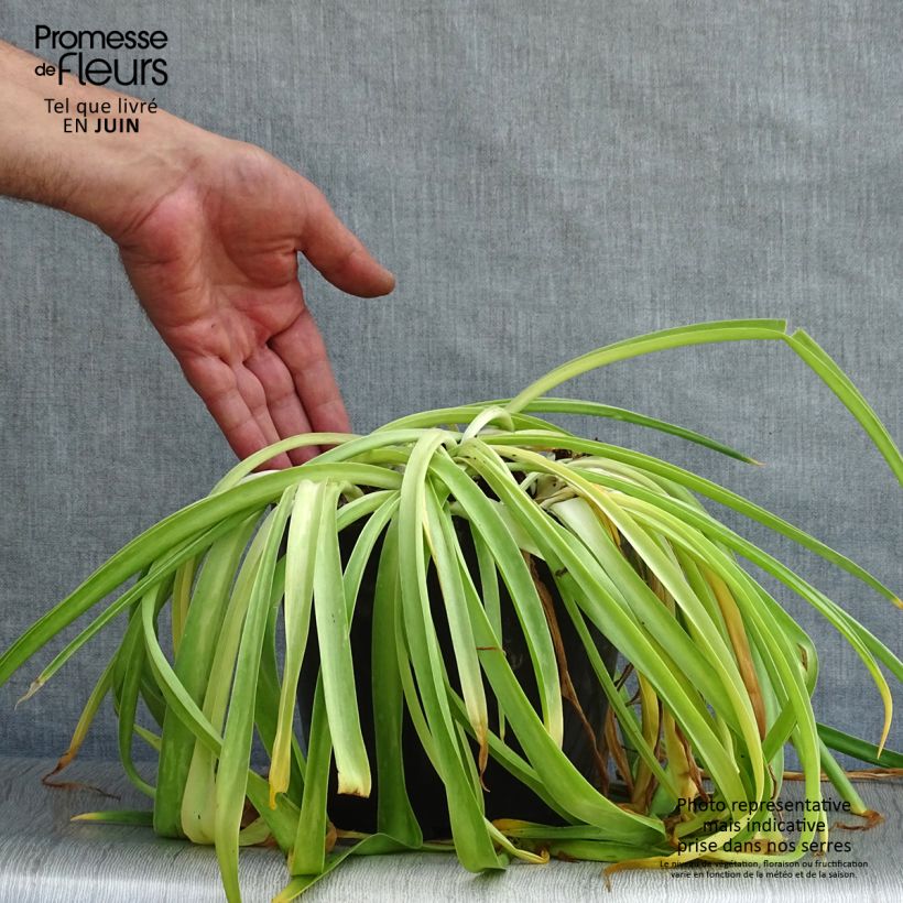 Scilla peruviana  2L/3L pot sample as delivered in summer