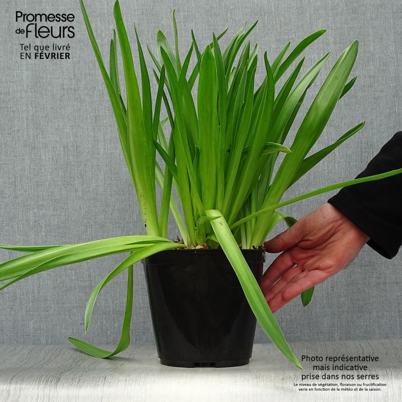 Scilla peruviana  2L/3L pot sample as delivered in winter