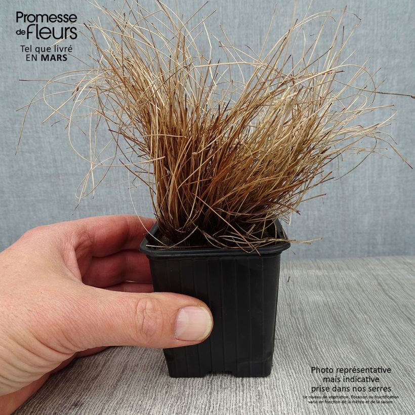 Scirpus cernuus - Fibre Optic Grass 7/8 cm pot sample as delivered in winter