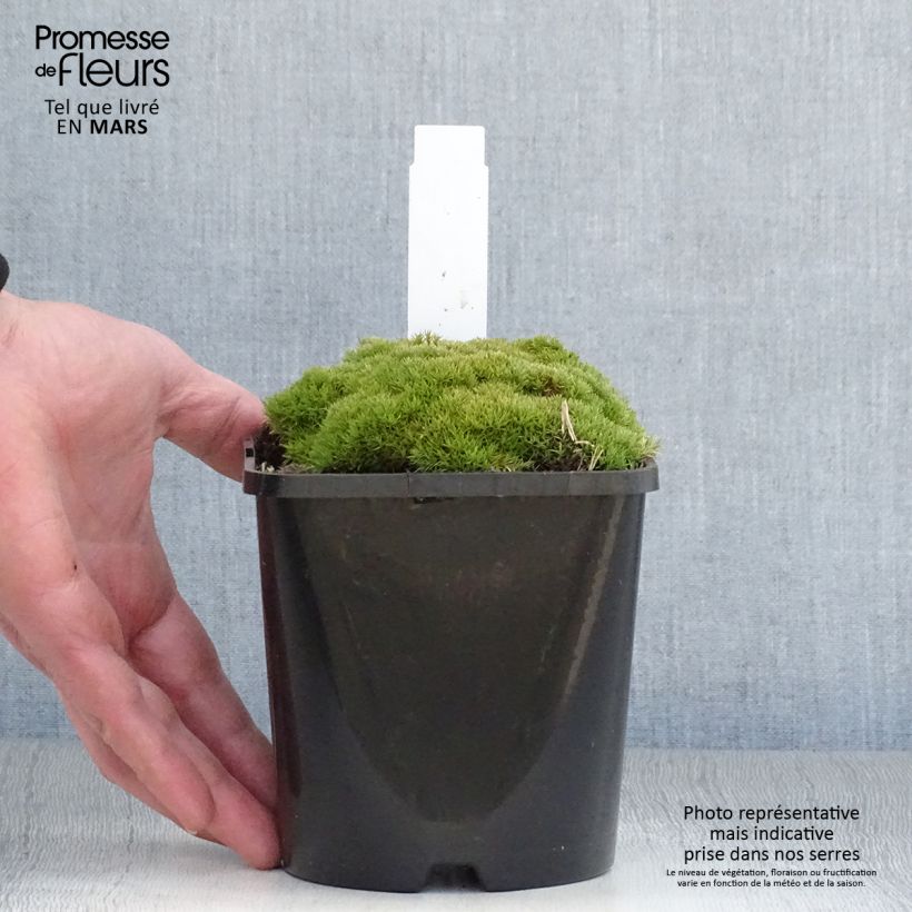 Scleranthus uniflorus 1.5L/2L pot sample as delivered in spring