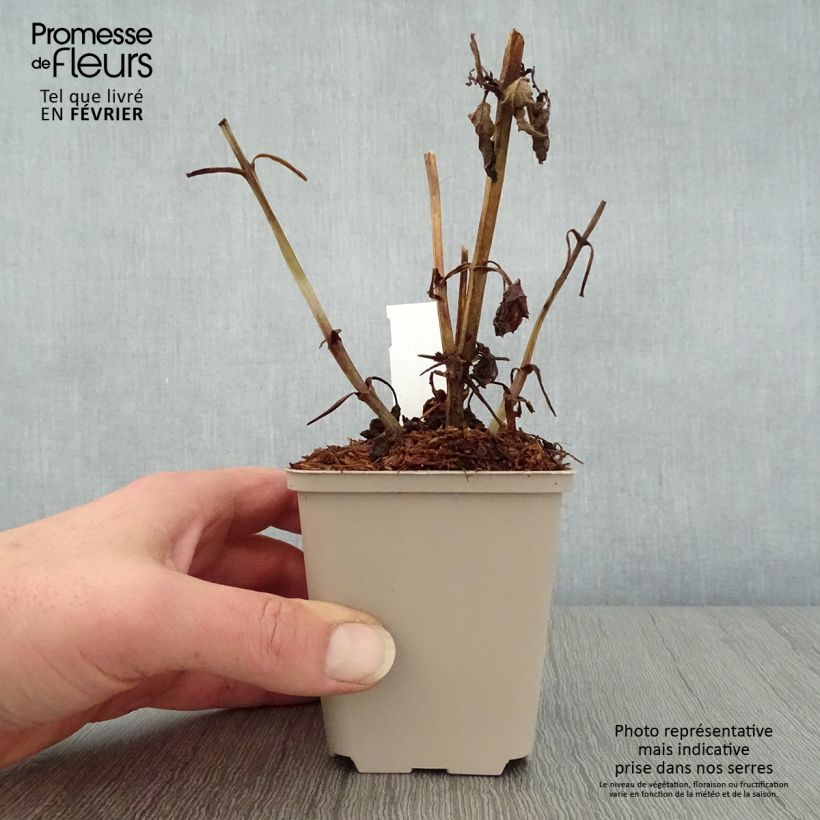 Scrophularia auriculata Variegata 8/9 cm pot sample as delivered in winter