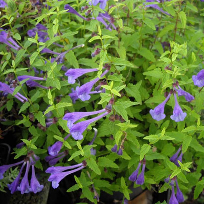 Scutellaria scordiifolia (Flowering)