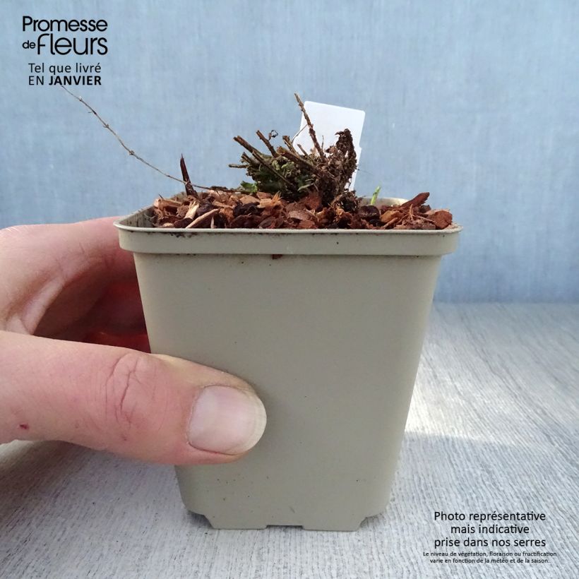 Scutellaria scordiifolia 8/9 cm pot sample as delivered in winter