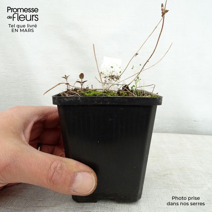 Scutellaria scordiifolia 8/9 cm pot sample as delivered in spring