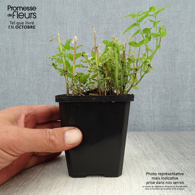 Scutellaria scordiifolia 8/9 cm pot sample as delivered in autumn