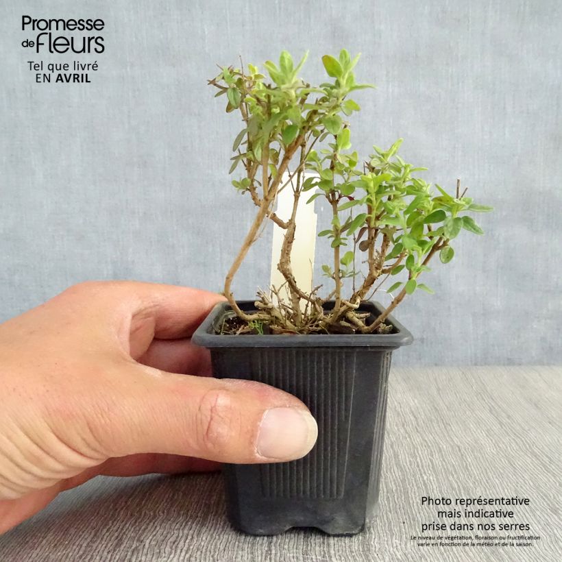 Scutellaria suffrutescens 8/9 cm pot sample as delivered in spring