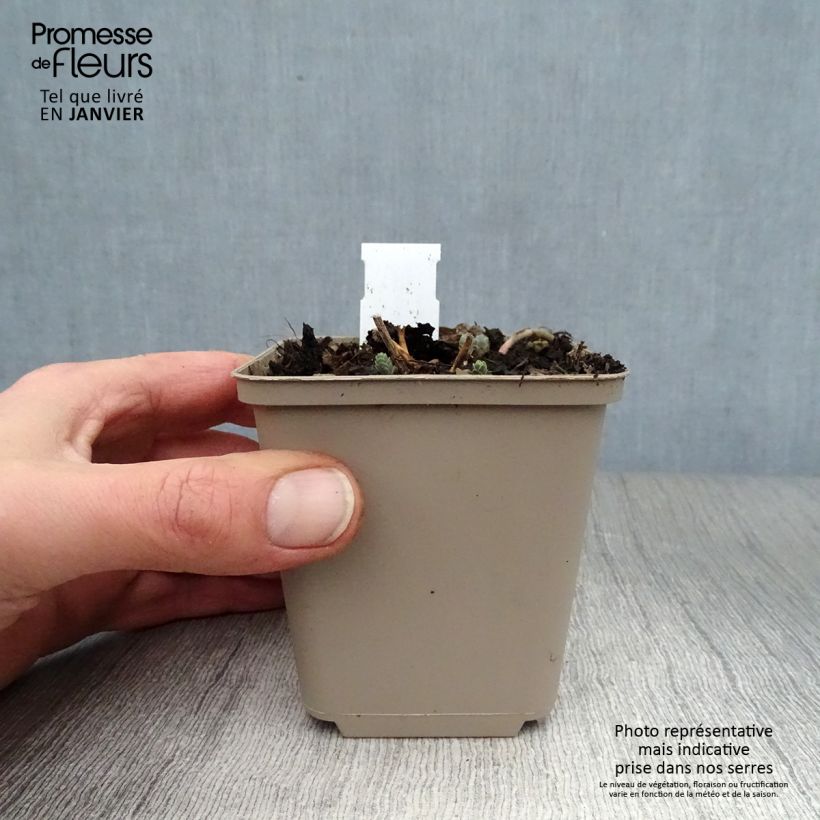 Sedum Bertram Anderson - Autumn Stonecrop 8/9 cm pot sample as delivered in winter