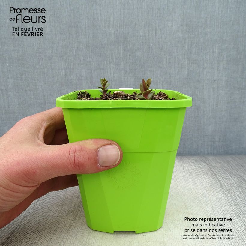 Sedum Black Knight - Autumn Stonecrop 1L/1.5L pot sample as delivered in winter