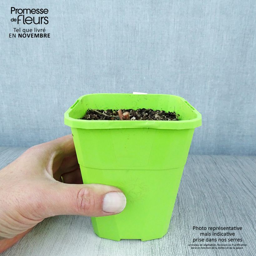 Sedum Black Knight - Autumn Stonecrop 1L/1.5L pot sample as delivered in autumn