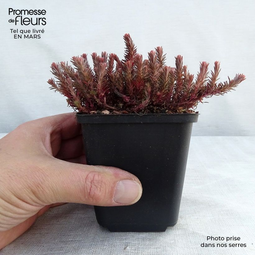 Sedum Chocolate Ball - Stonecrop 8/9 cm pot sample as delivered in spring