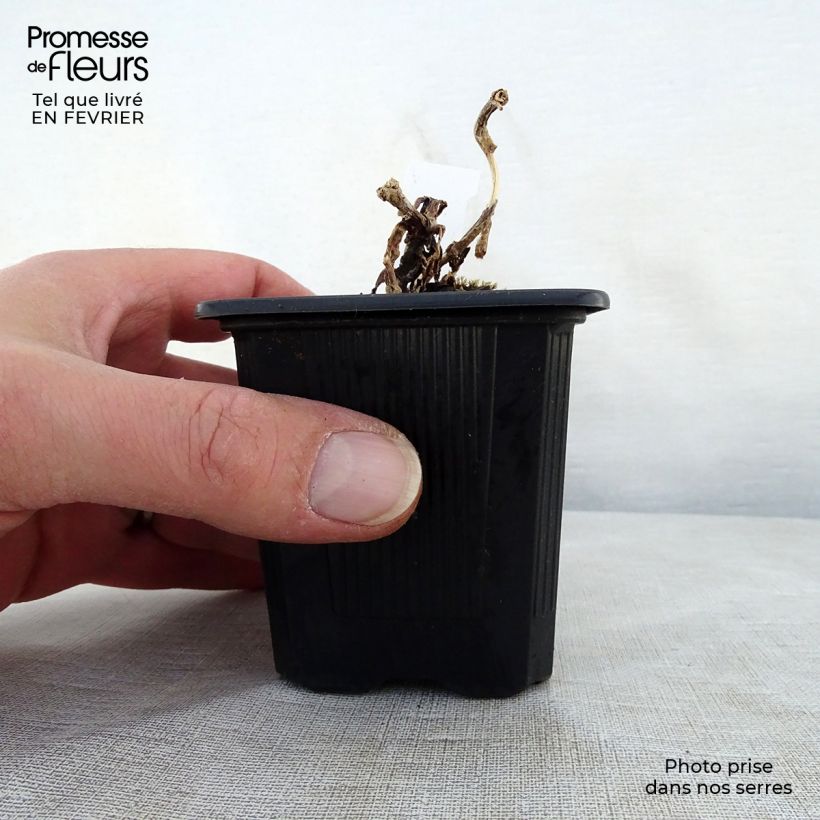 Sedum telephium Chocolate Cherry - Autumn Stonecrop 8/9 cm pot sample as delivered in winter